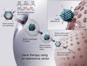 Gene Therapy using Adenovirus Vector